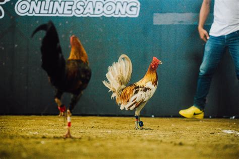how to play sabong international